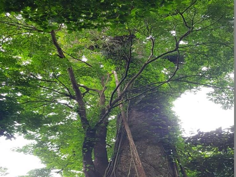 TOUR CON DAO - HERITAGE TREE HIKING - NHOI TREE