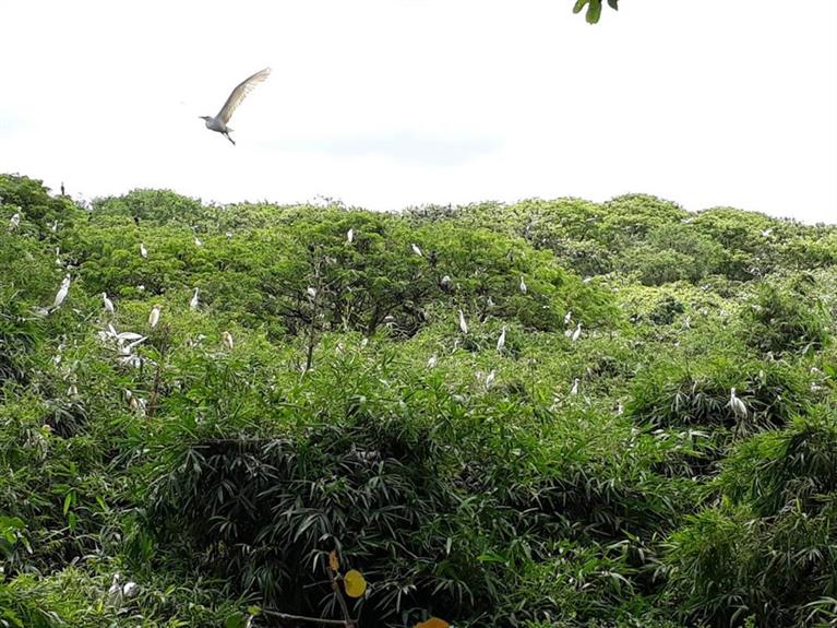 Bang Lang stork sanctuary in Can Tho city