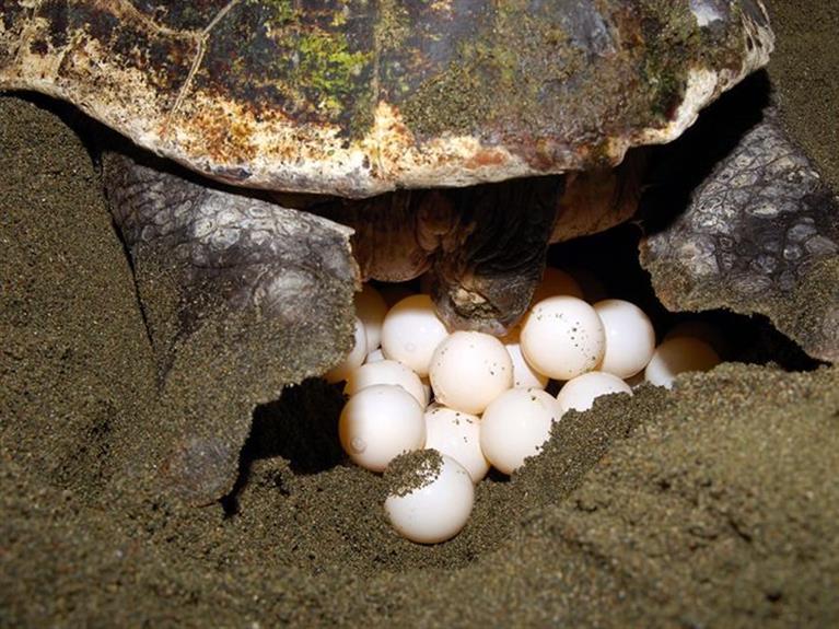 TOUR Con Dao - RELEASE BABY TURTLES