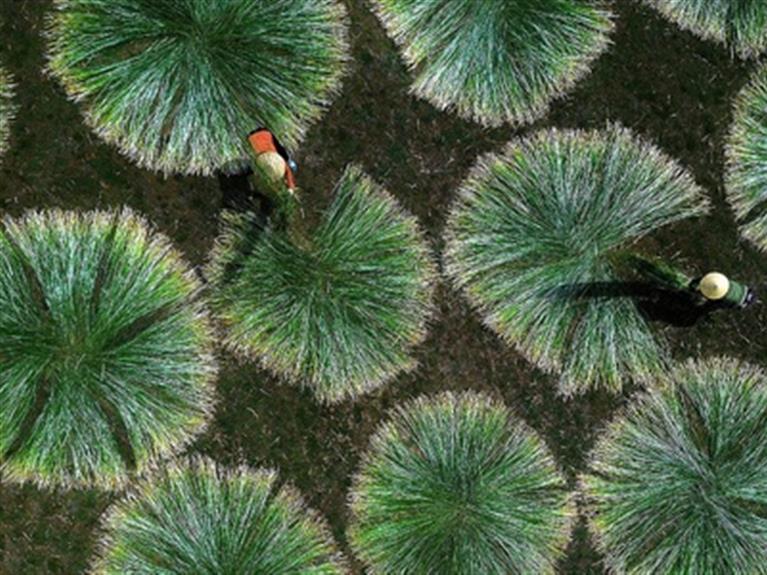 SEDGE HARVEST SEASON IN 100-YEAR-OLD MAT VILLAGE