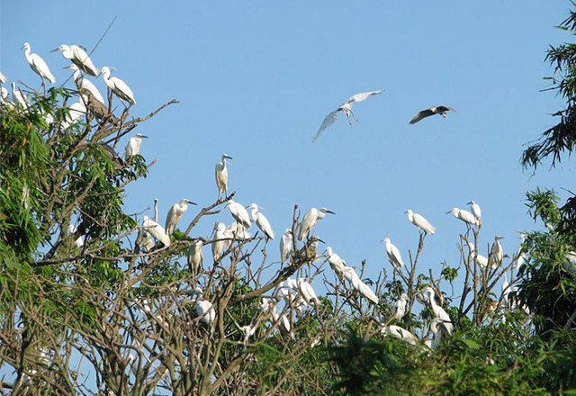 Bang Lang stork sanctuary in Can Tho city