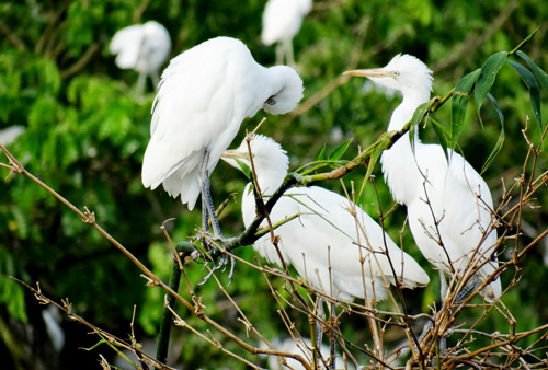 Bang Lang stork garden