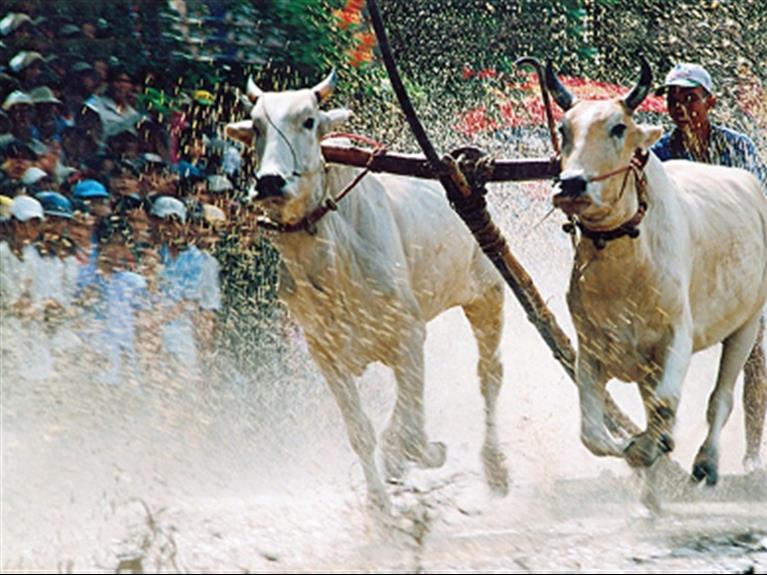 CHÂU ĐỐC - AN GIANG - LỄ HỘI ĐUA BÒ BẢY NÚI 2026