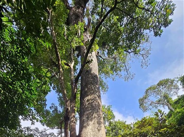 Tour Côn Đảo - HIKING CÂY DI SẢN 