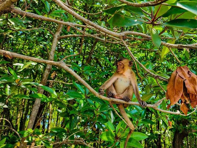 KHÁM PHÁ RỪNG BẦN VÀ VĂN HÓA KHMER