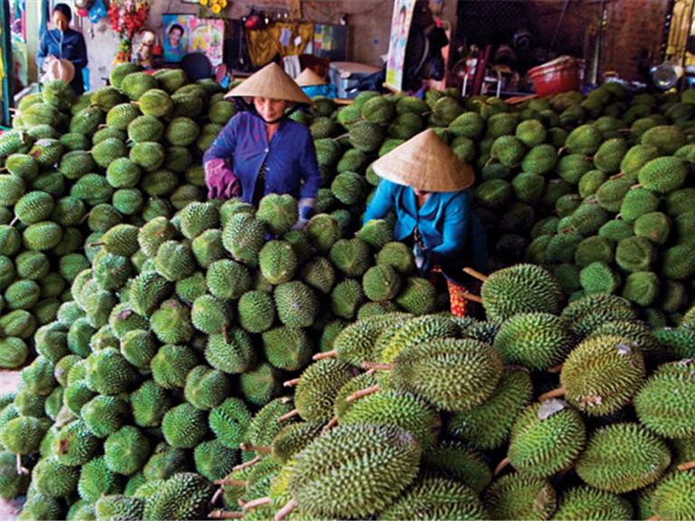 Bến Tre City -  Cái Mơn Town –Vĩnh Long City – Cần Thơ City 
