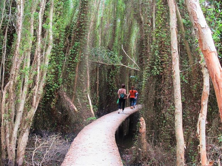 The Floating Forest of Long An