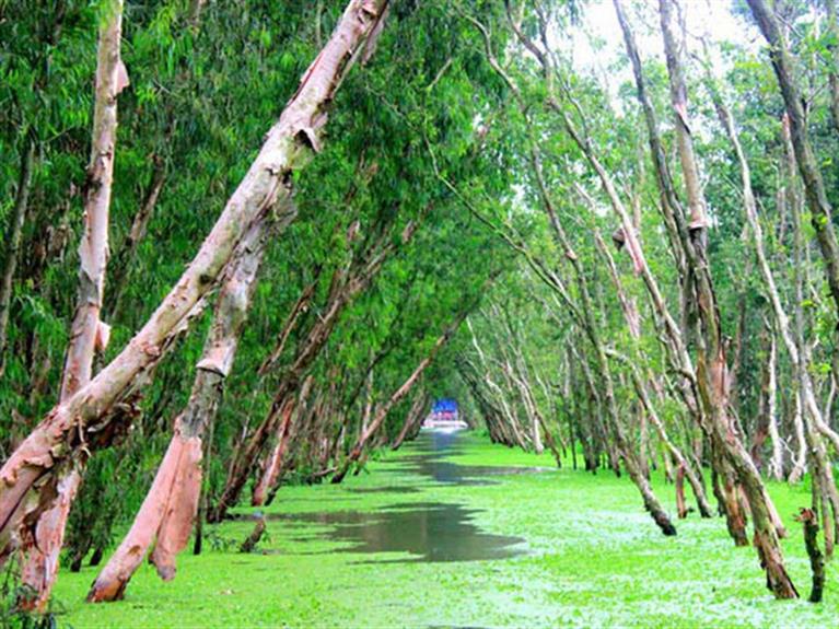 TRA SU RAIN FOREST - THE CHAM VILLAGE 1day