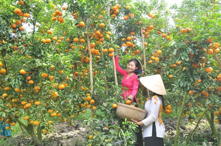 farm and fruit orchards